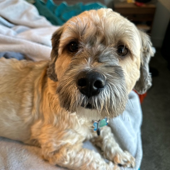 Meet your Posher, Tyce - Picture 5 of 5